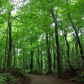 Les forêts vierges des montagnes de Shirikami